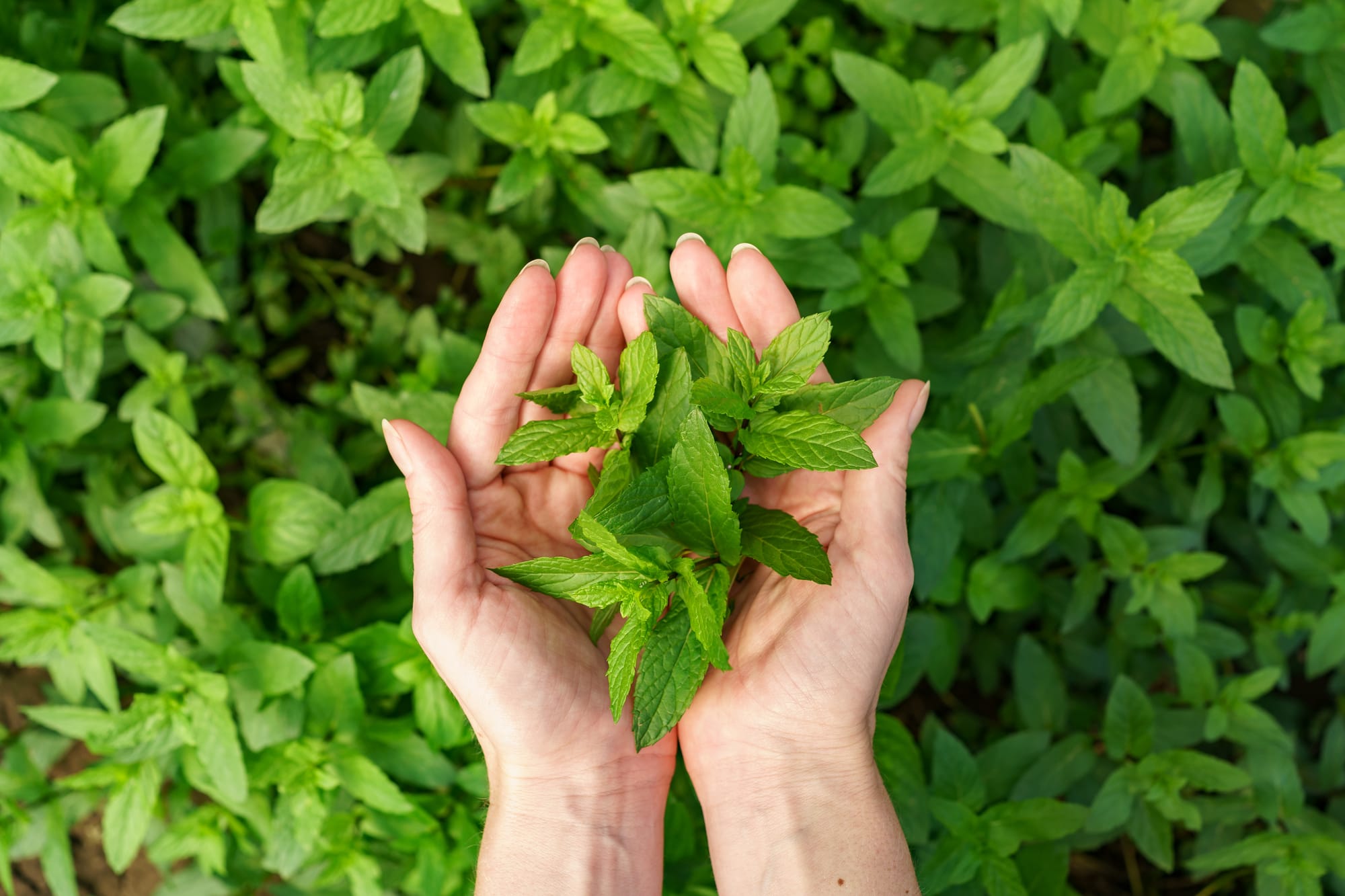 Discover the Health Benefits of Nettle: A Natural Treasure for Blood Sugar Management