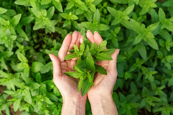 Discover the Health Benefits of Nettle: A Natural Treasure for Blood Sugar Management